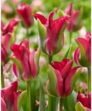 Tulip Green Love 