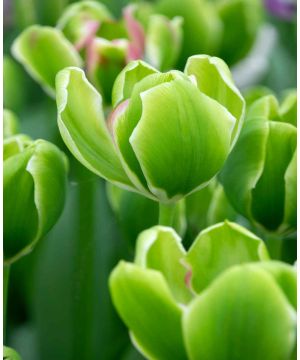 Tulipa 'Green Power' 