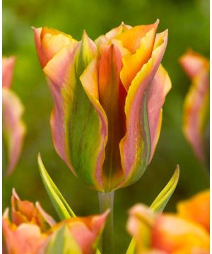 Tulip Green River 15 bulbs