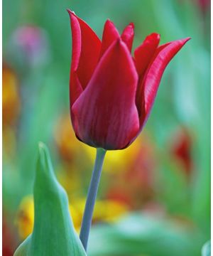 Tulipa 'Lasting Love' 