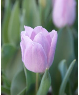 Tulipa 'Bleu Aimable'