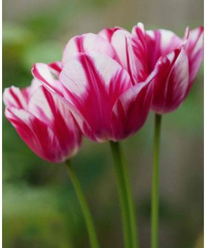 Tulipa Multiflora 'Flaming Club'