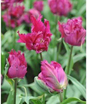 Tulipa 'Negrita Parrot'