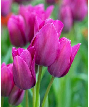 Tulip Multiflora  Night Club