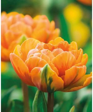 Tulipa 'Orange Princess'