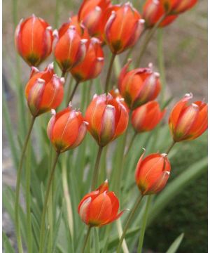 Tulip orphanidea 
