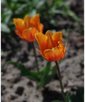 Tulip orphanidea 