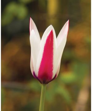 Tulip Peppermint stick