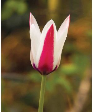 Tulip Peppermintstick