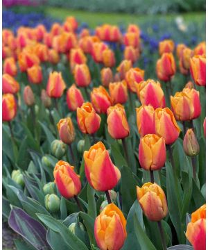 Fiery Tulip Collection