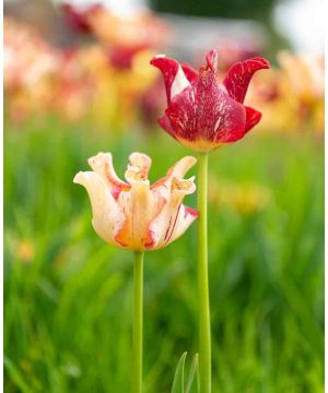 Tulip Striped Crown 