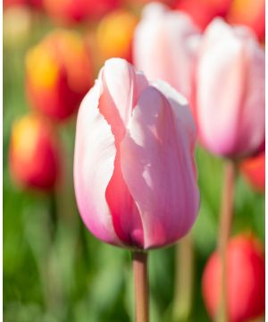 Tulip Sweet Impression