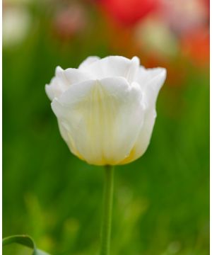 Tulip Sweetheart 