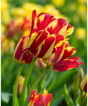 Tulipa Multiflora 'Wonder Club'
