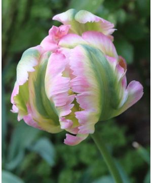 Tulipa 'Green Wave' 