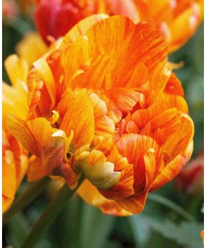 Tulipa 'Sunlover'