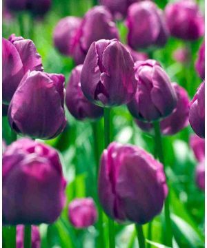 Jubilant Tulipa Collection