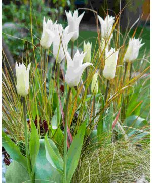 Tulipa 'White Triumphator'