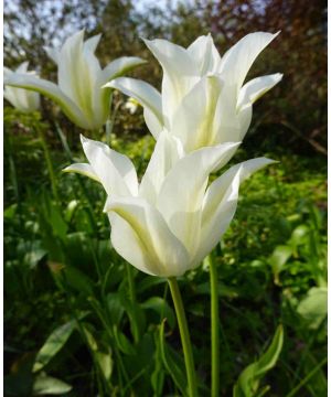 Tulipa 'White Triumphator'