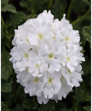 Verbena Endurascape White
