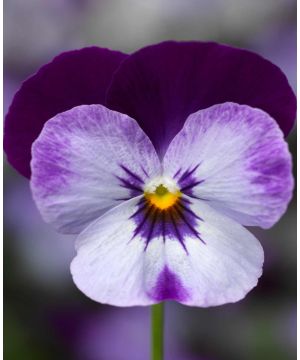 Viola cornuta Penny 'Denim Jump Up'