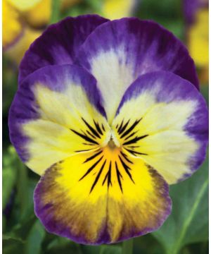 Viola cornuta Penny 'Primrose Picotee'