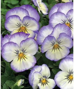 Viola cornuta Penny 'Purple Picotee'