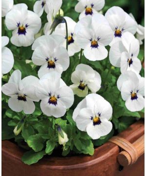 Viola cornuta Penny 'White Blotch'