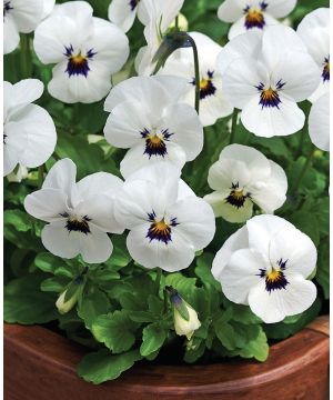 Viola cornuta Penny 'White Blotch'