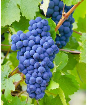 Vitis vinifera Blue Grape