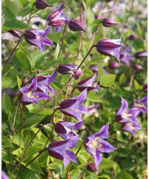 Clematis texensis Prince William