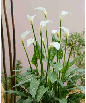 Zantedeschia Scented Lady