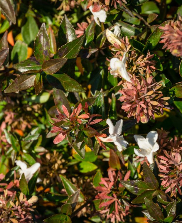 Abelia x grandiflora Sherwood 