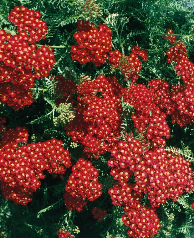 Achillea millefolium Red Beauty