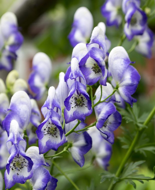 Aconitum mixed Collection