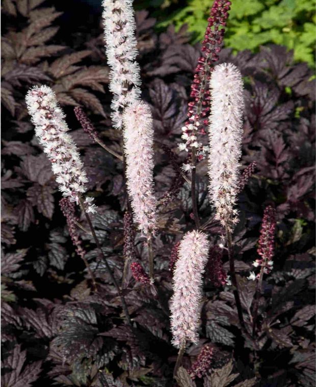 Timeless Actaea Collection