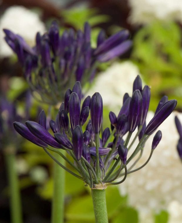 Long Flowering Agapanthus Collection