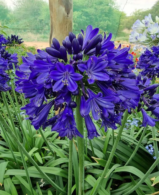 Enduring Agapanthus Everpanthus Collection