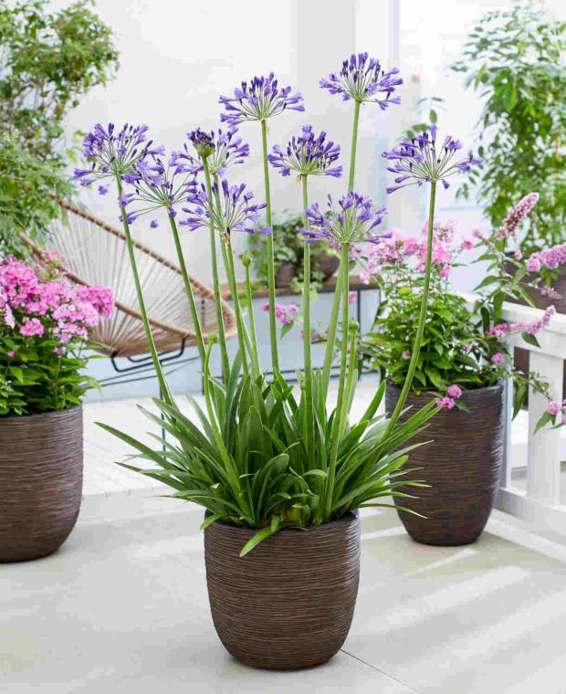 Agapanthus Vallee Collection