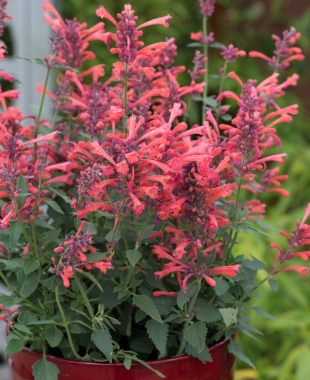 Assertive Agastache Collection