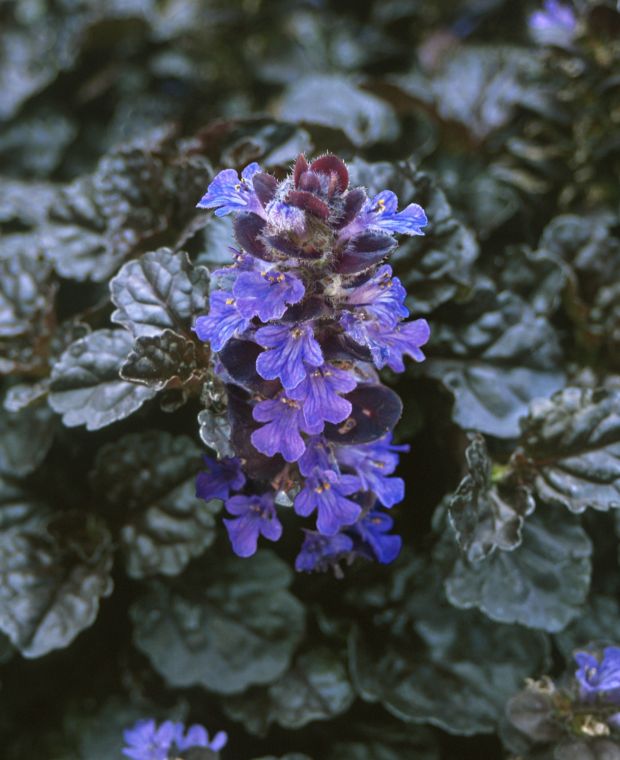 Ajuga reptans Black Scallop