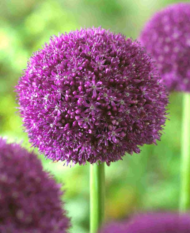 Passionately Purple Allium Collection 