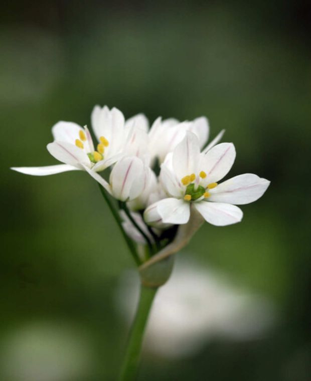 Dainty Divas Allium Collection
