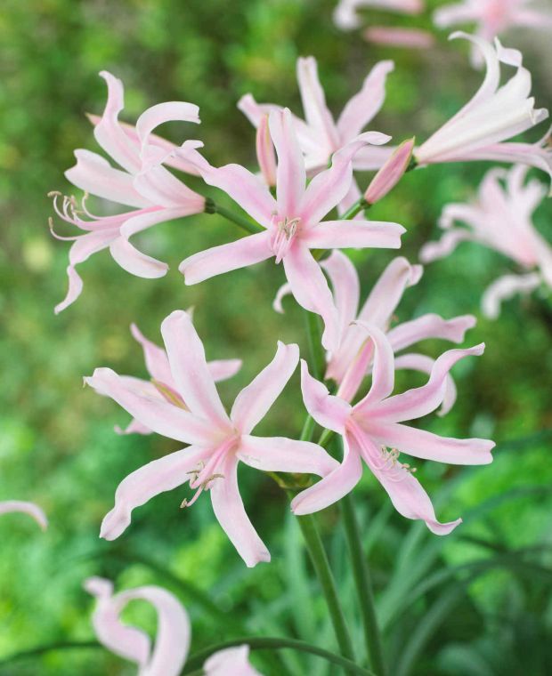 Amarine tubergenii Belladiva Emanuelle