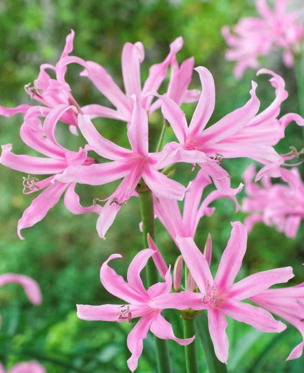 Amarine tubergenii Belladiva Aphrodite