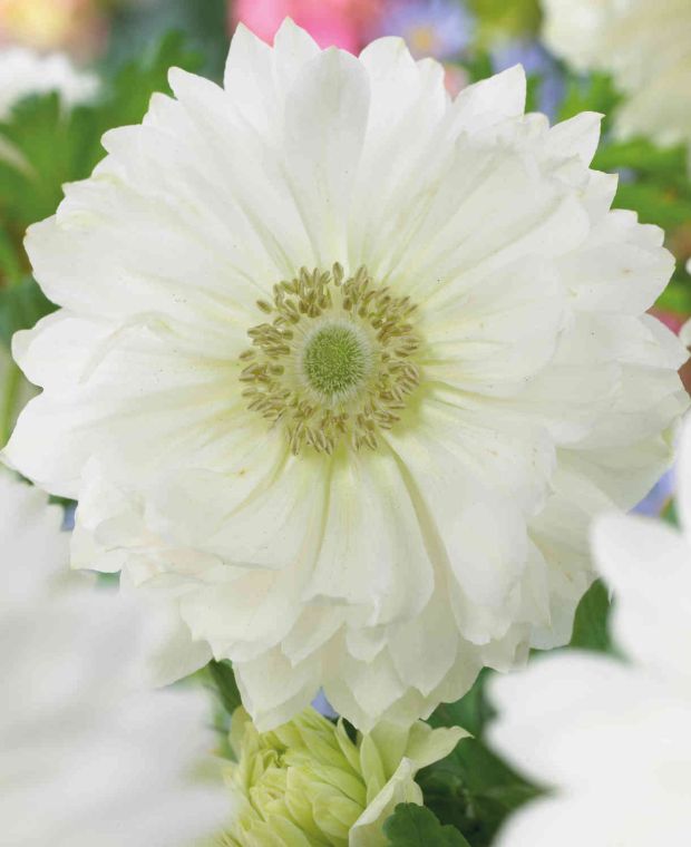 Anemone White with a splash of Pink