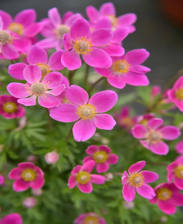 Anemone Spring Beauty Pink