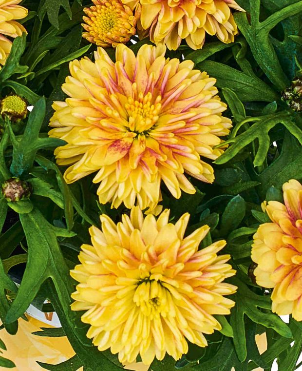 Affable Argyranthemum Collection 