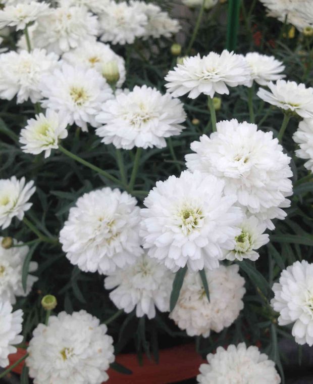 Argyranthemum Aramis Double White 