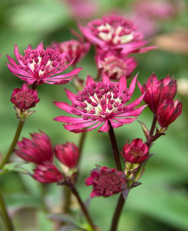 Applaudable Astrantia Collection 